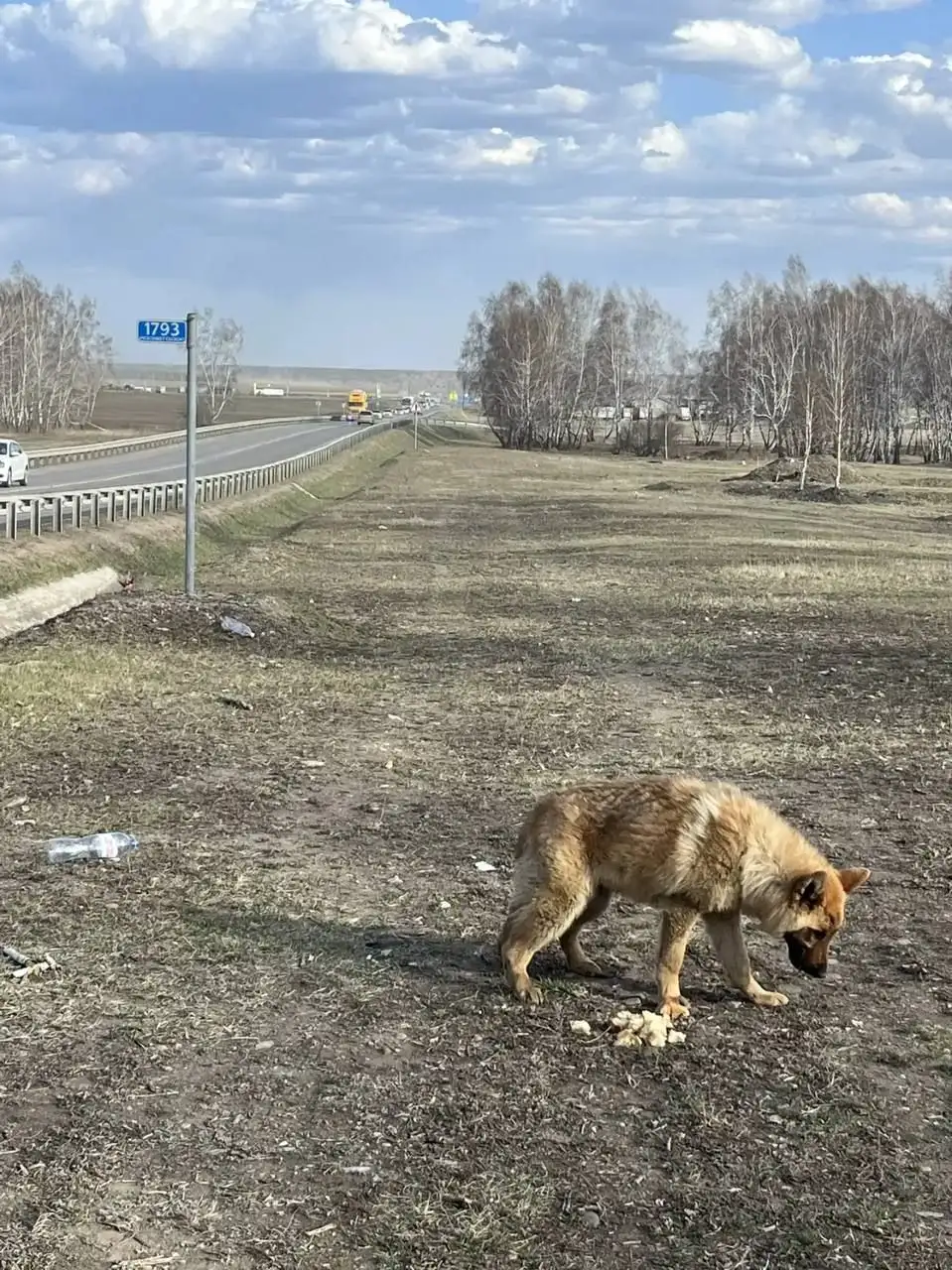 Сбитая собака в Мальте - Поиск помощи (Животные) в Мальта