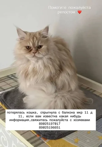 Кота потеряли в Ангарске - Морские свинки в Ангарск