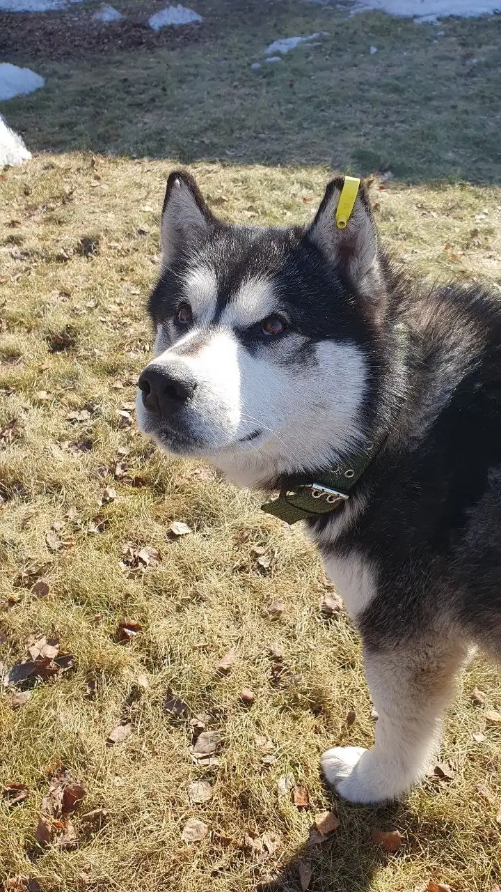 Потерялась хаски Оскар в пос. Молодежный - Потеряшки (Животные) в Иркутск