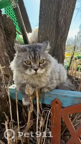 Кот найден после падения, требуется помощь - Потеряшки (Животные) в Иркутск