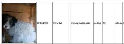 Потеряшки в Усть-Куте: отлов 02.05.26 - частное объявление в Усть-Кут