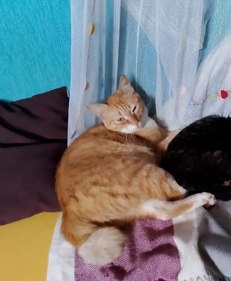 Потерялся кот Бубенчик - Кошки (Животные) в Маркова