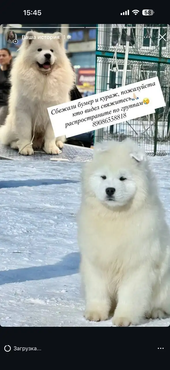 Потеряшка Иркутск Животные - Животные в Иркутск