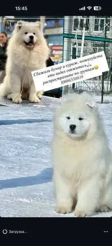 Потеряшка Иркутск Животные - Одежда для животных в Иркутск