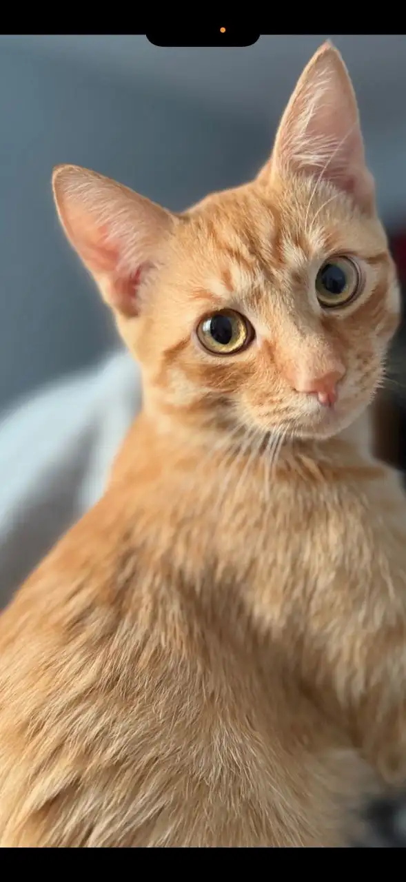 Потерялся котик в микрорайоне Юбилейный - Кошки (Животные) в Иркутск
