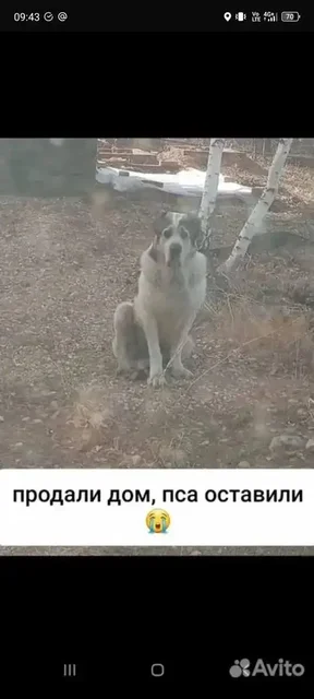 Срочная передержка для брошенного красавца в Ангарске - Поиск помощи в Ангарск