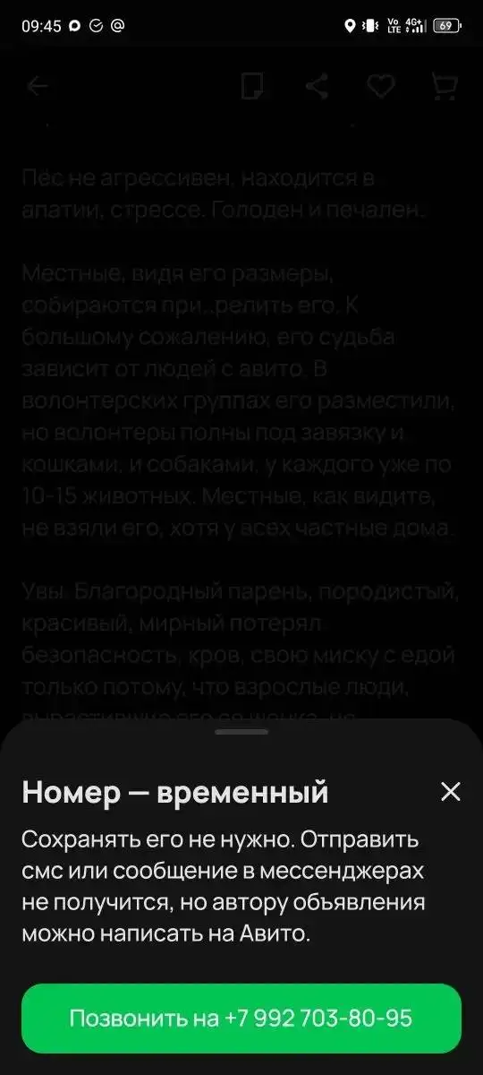 Срочная передержка для брошенного красавца в Ангарске - Передержка (Животные) в Ангарск
