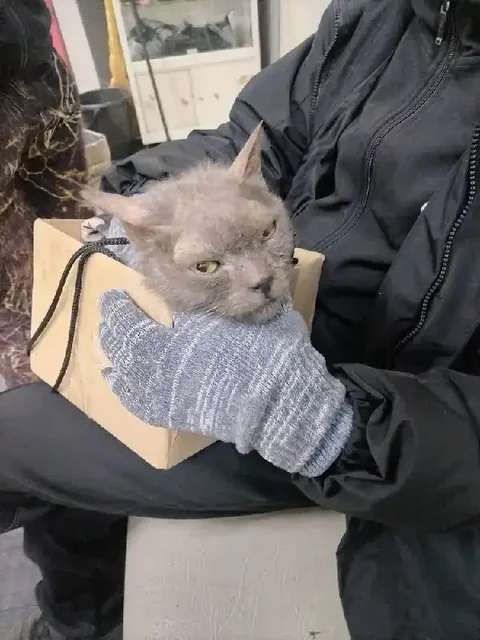Тяжелая травма котенка в Ангарске - Поиск помощи в Ангарск