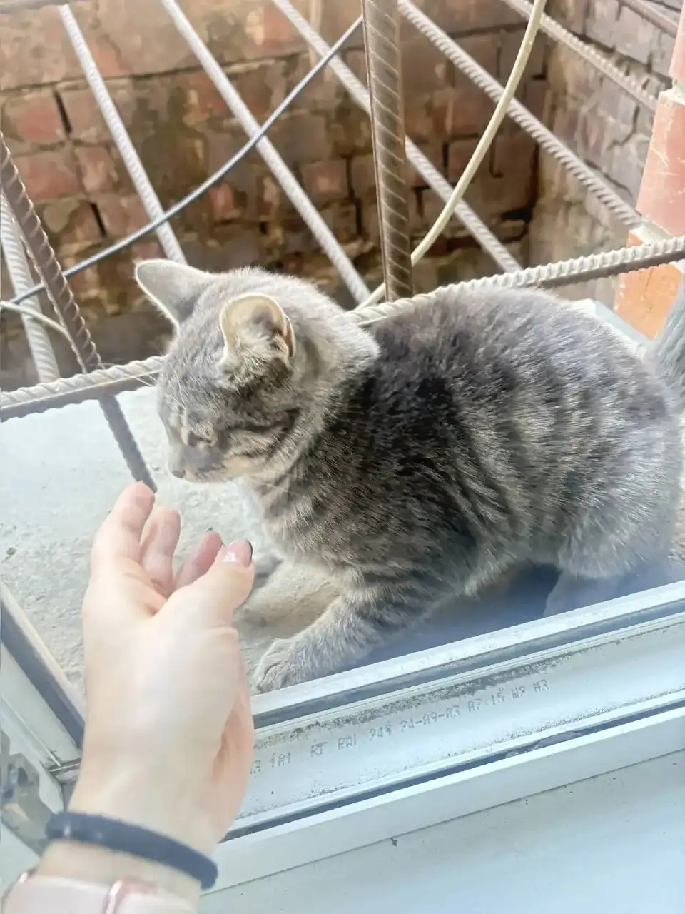 Потерялся кот, ищет хозяина - Кошки (Животные) в Иркутск