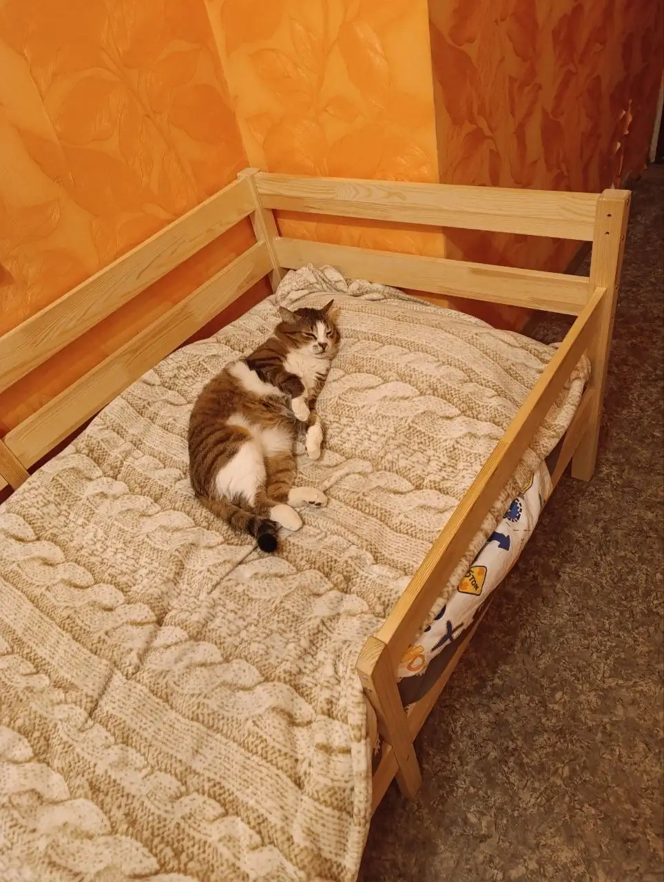 Потерялся кот-потеряшка в Иркутске - Кошки (Животные) в Иркутск