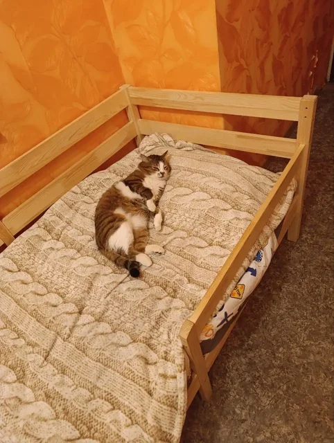 Потерялся кот-потеряшка в Иркутске - частное объявление в Иркутск