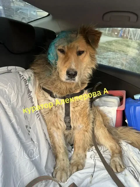 Пропала собака Мишка - Поиск помощи в Иркутск
