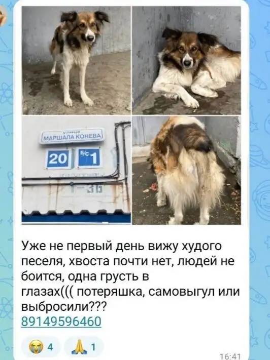 Животное потеряно - Животные в Иркутск