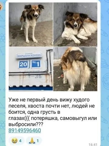 Животное потеряно - Поиск помощи в Иркутск