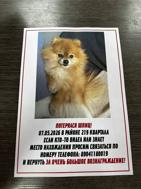 Потеряшка Иркутск - Животные - Поиск помощи в Иркутск