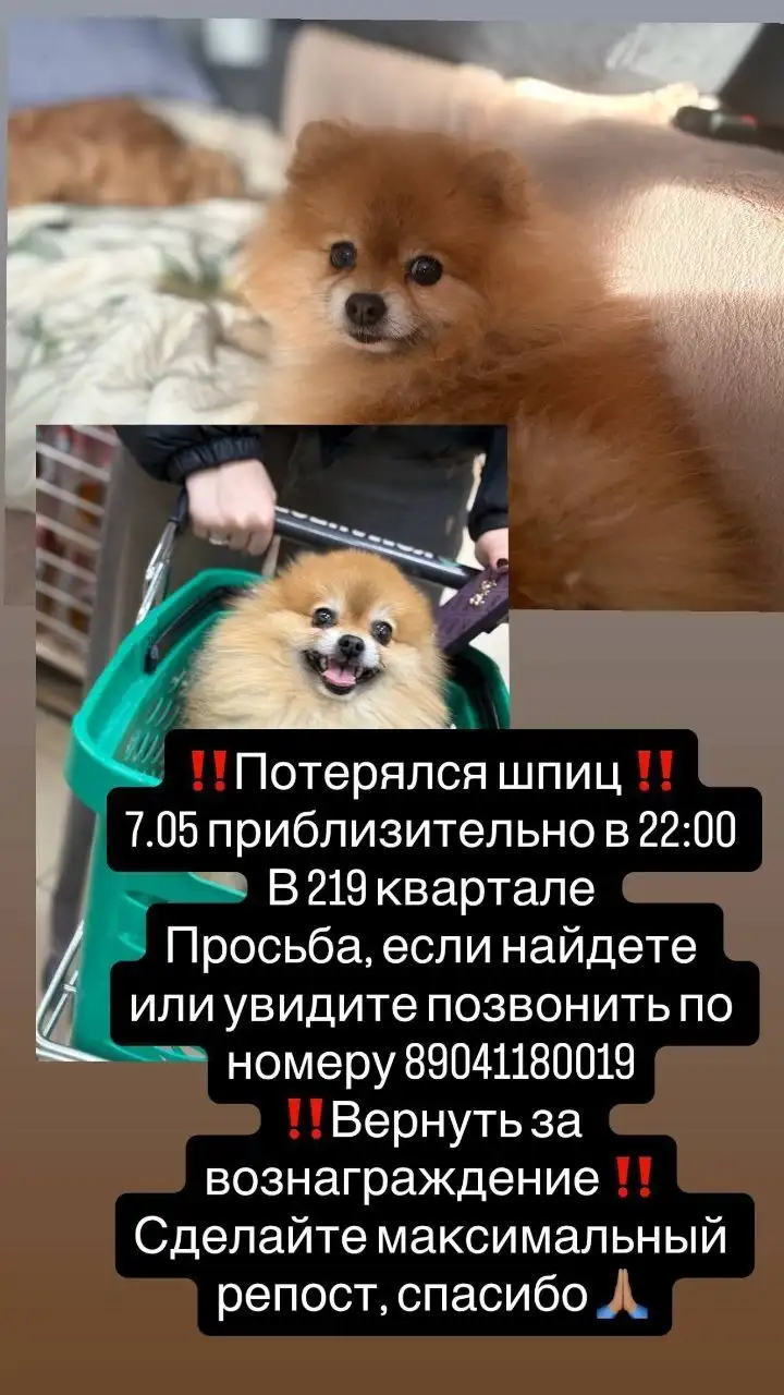 Потеряшка Иркутск - Животные - Животные в Иркутск