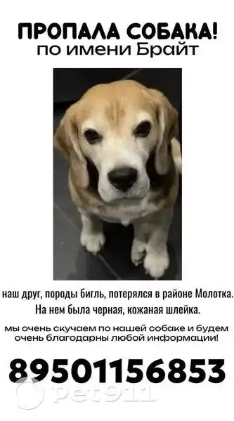 Пропала собака! Шлейка кожаная, кличка Том - Потеряшки (Животные) в Усолье-Сибирское