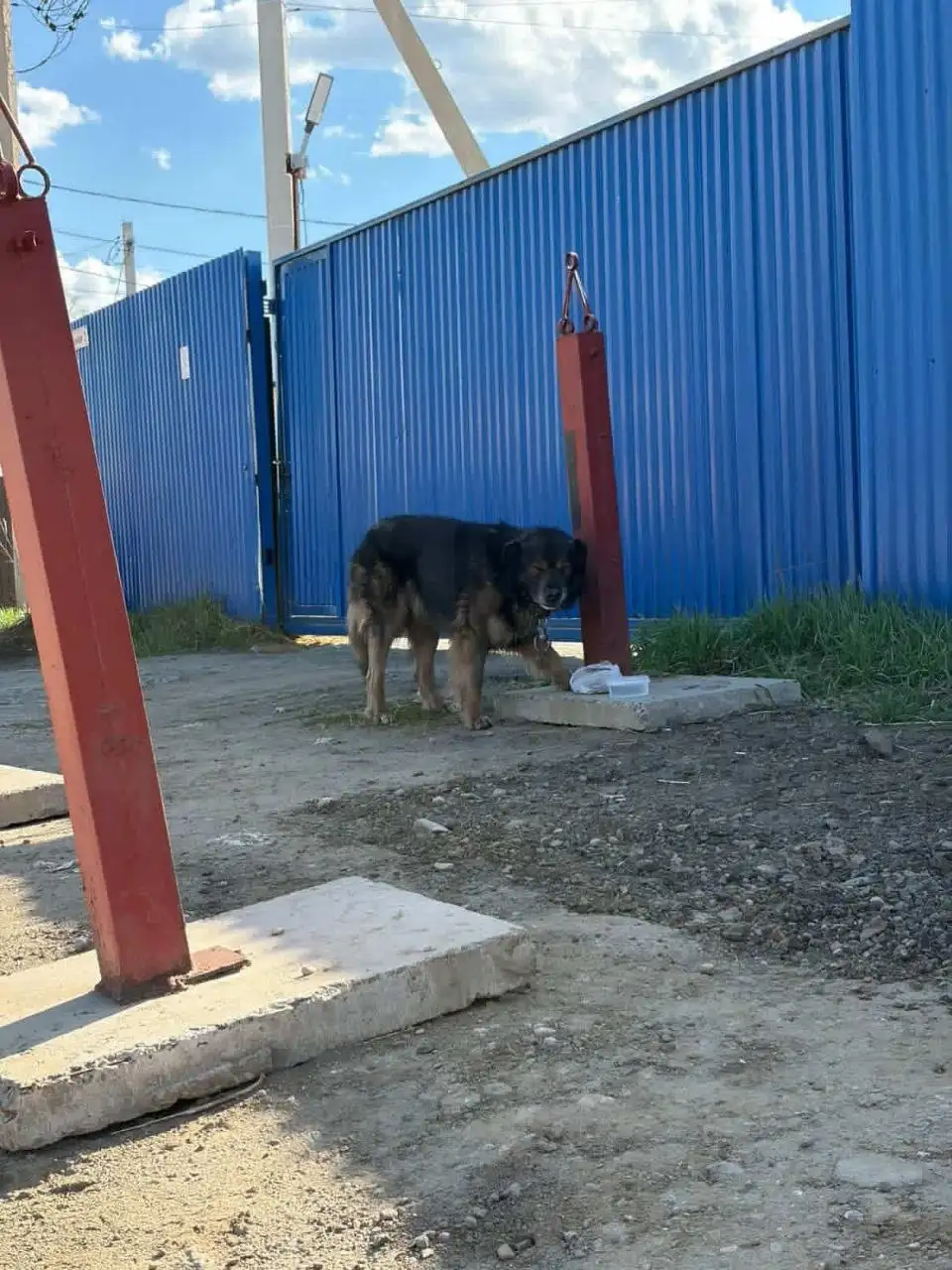 Потерялась собака в районе ЖК Стрижи, Марково - Приюты и передержка в Иркутск