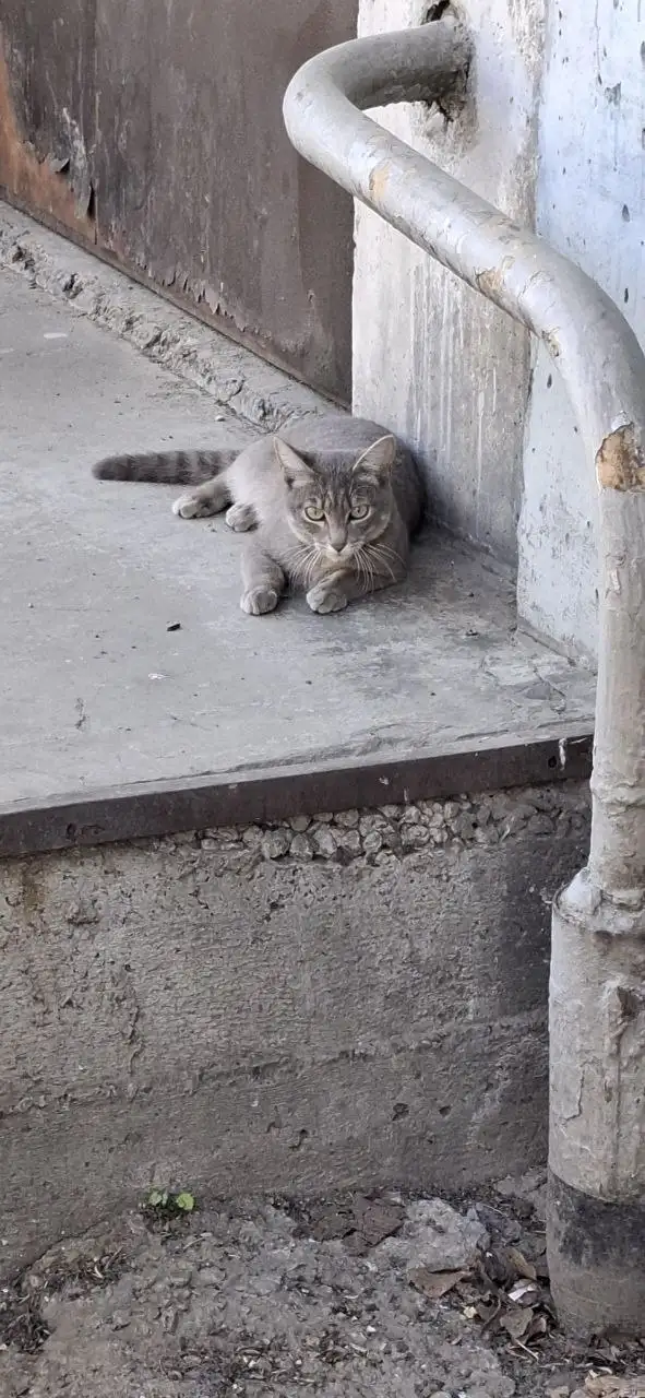 Потерялась кошечка в Ангарске - Потеряшки (Животные) в Ангарск