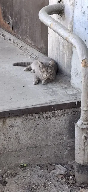 Потерялась кошечка в Ангарске - Пропажа в Ангарск