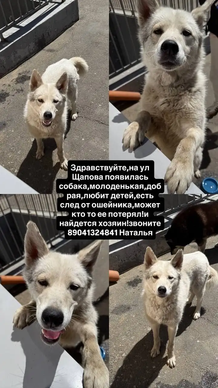 Потеряшка животное Иркутск - Животные в Иркутск
