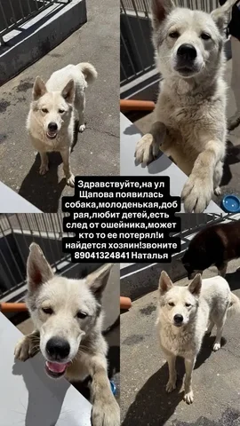 Потеряшка животное Иркутск - частное объявление в Иркутск