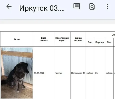 Потерявшиеся собаки в приюте Усолья - частное объявление в Иркутск