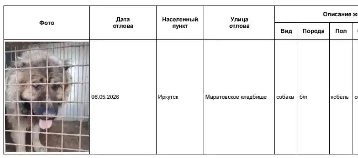 Потеряшки на Маратовском кладбище - Потеряшки (Животные) в Иркутск