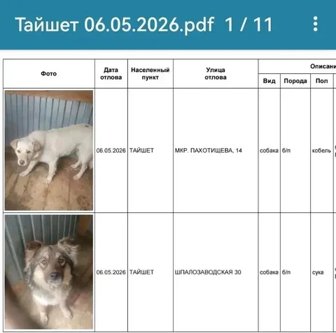 Найдены собаки в Тайшете - частное объявление в Тайшет