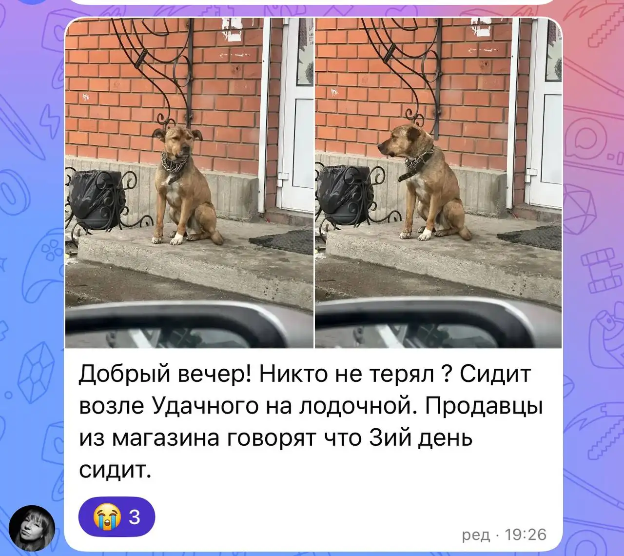 Потеряшка в Шелехове — баклаши - Животные в Шелехов
