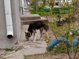 Брошенный щенок в Ангарске - Животные в Ангарск