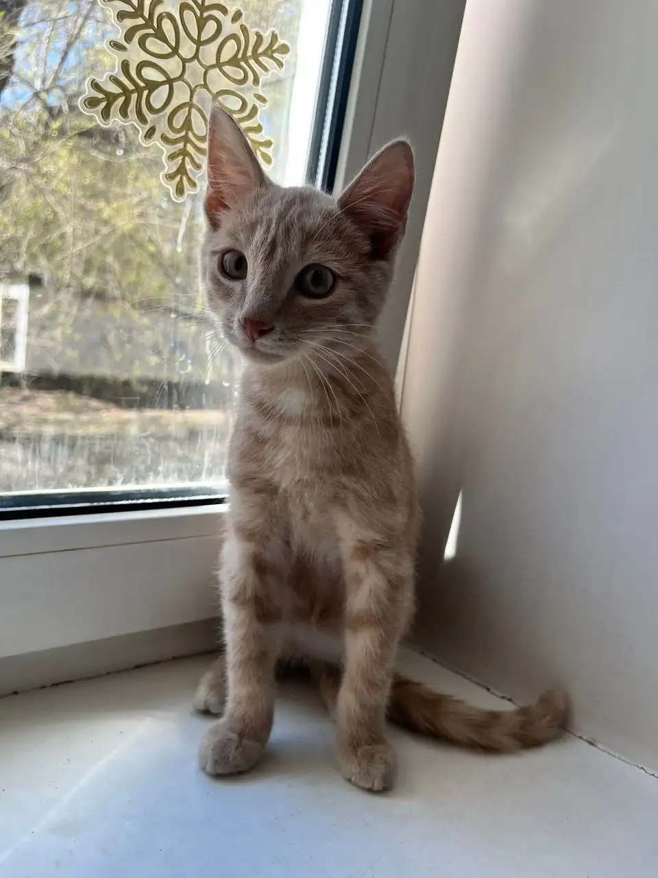 Найден кот на Чайковского 2 - Кошки (Животные) в Иркутск
