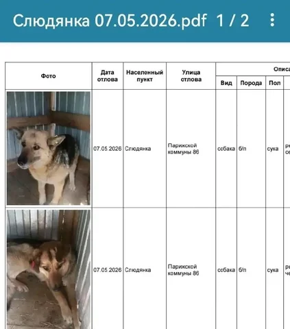 Найдена собака - Слюдянка - частное объявление в Усолье