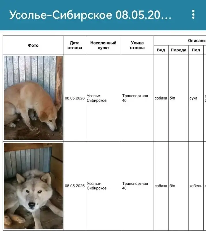 Найдены собаки в Усолье-Сибирском - Потеряшки и находки (Животные) в Усолье-Сибирское