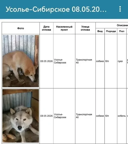 Найдены собаки в Усолье-Сибирском - частное объявление в Усолье-Сибирское
