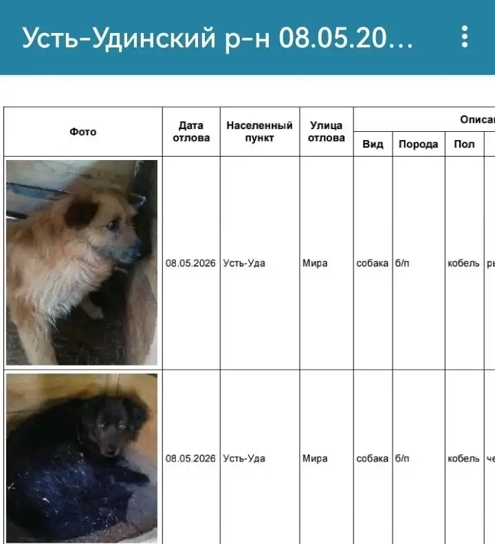 Потерялась собака: Усть-Уда, Игжей - Потеряшки (Животные) в Усолье