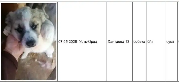 Потеряшка: собаки в приюте Усолье - Потеряшки (Животные) в Усолье-Сибирское