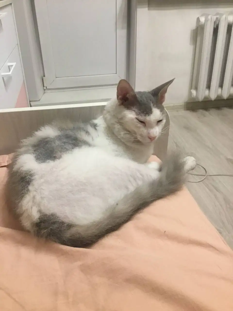 Потерялся кот, район Мира 91, Иркутск - Потеряшки (Животные) в Иркутск