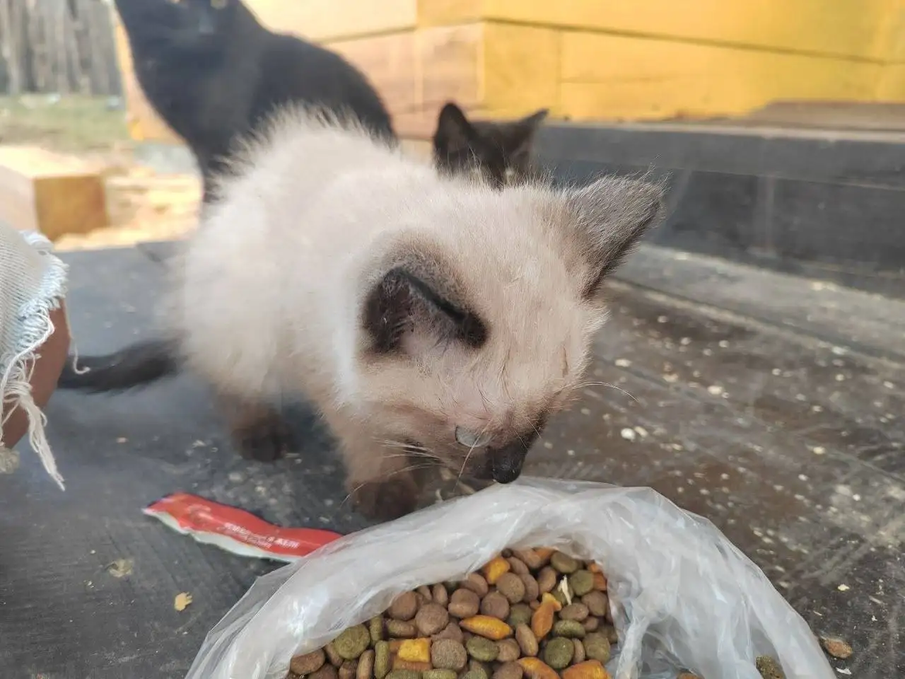 Срочная передержка для кошки с котятами - Кошки (Животные) в Иркутск