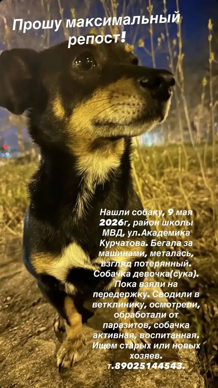 Найдена собака в Иркутске - Животные в Иркутск