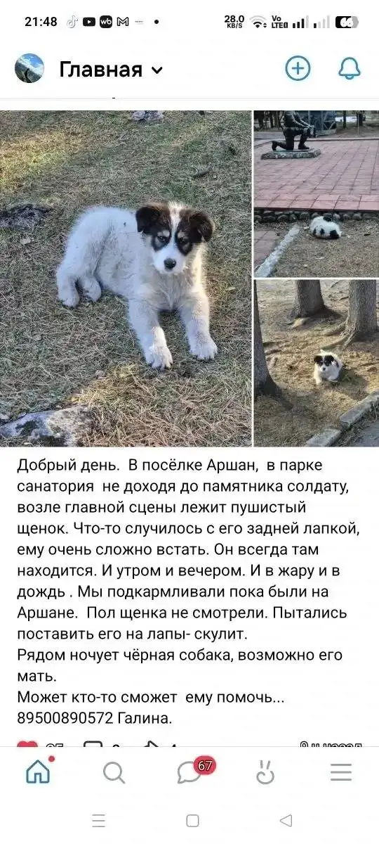 Помощь щенку с травмой лапы в Аршане - Животные в Аршан
