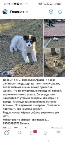 Помощь щенку с травмой лапы в Аршане - частное объявление в Аршан