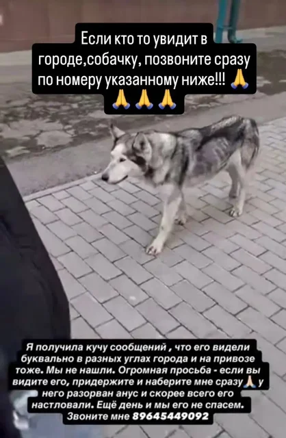 Потеряшка Иркутск Животные - Товары для животных в Неизвестно