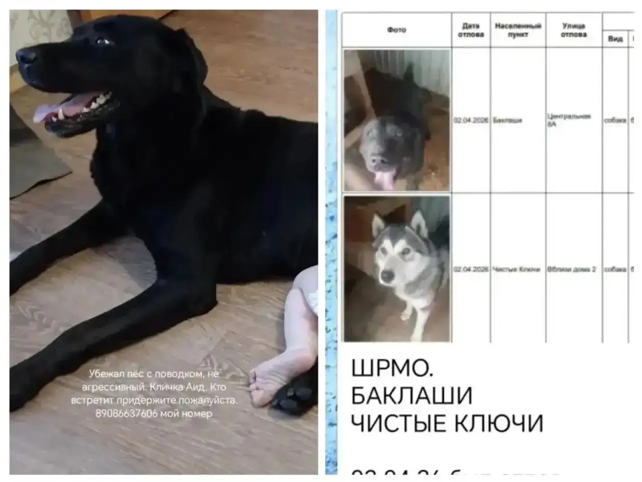Потерялся лабрадор Аид в Усолье-Сибирском - Животные в Усолье-Сибирское