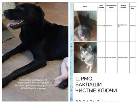 Потерялся лабрадор Аид в Усолье-Сибирском - частное объявление в Усолье-Сибирское