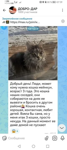 Срочно нужна передержка для животного - Птица в Иркутск
