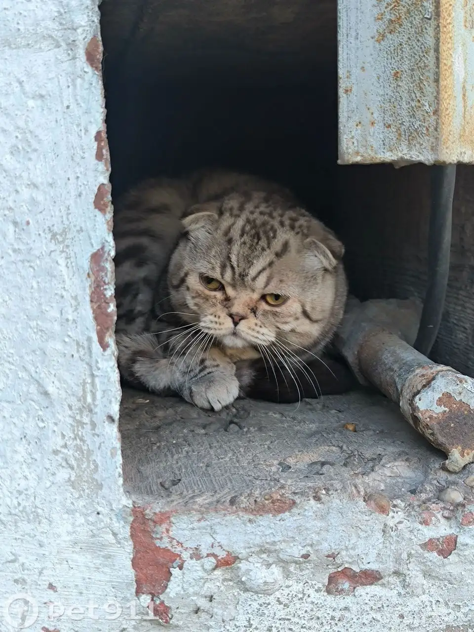 Найдена кошка - Животные в Ангарск
