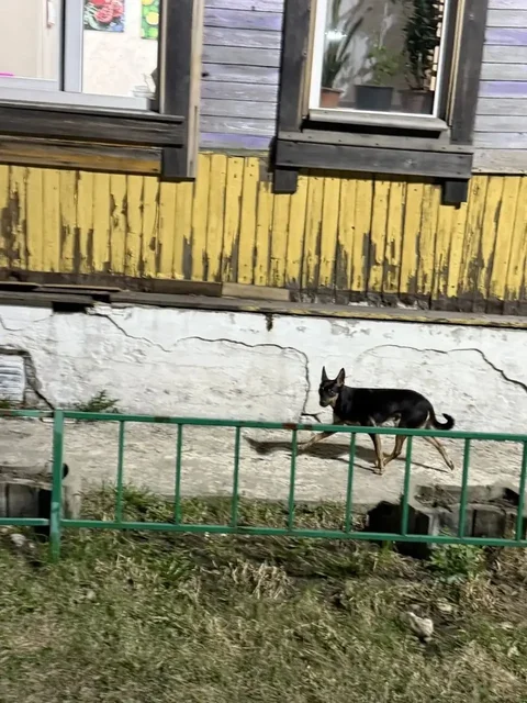 Потерялся той-терьер - Потеряшки в Иркутск