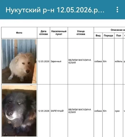Потерянные собаки в Заречном - частное объявление в Усолье