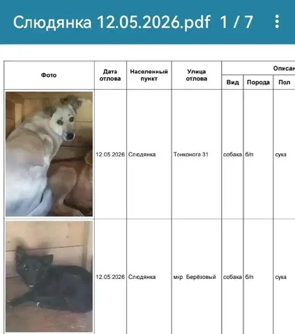 Потеряшки в Слюдянке: собаки в приюте - частное объявление в Слюдянка